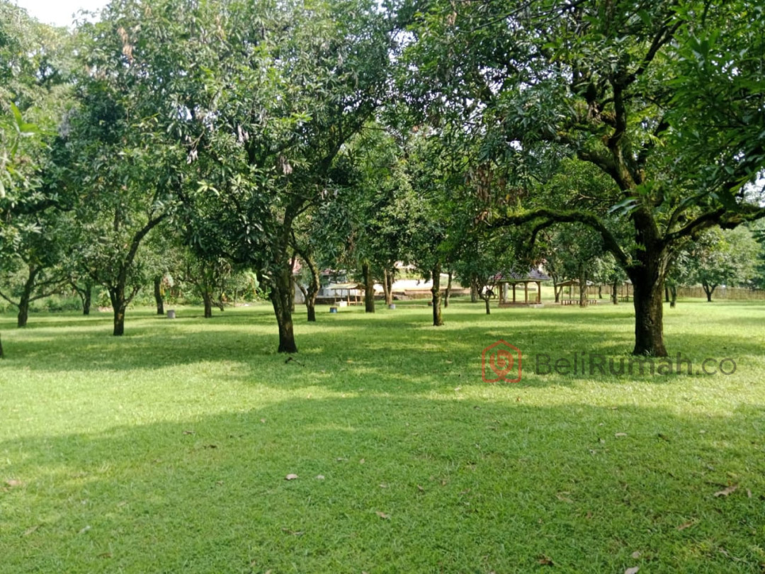 Cafe, Kebun Mangga dan Rumah di Majalengka - BeliRumah